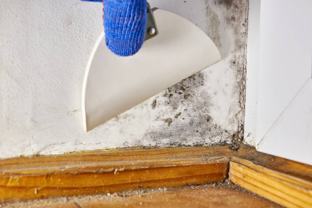 Best Water Damage & Mold Remediation  in Mountain Lodge Park, NY